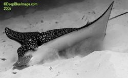 feeding eagle ray, little cayman by T. Singer 